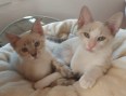 Wim und Vasco